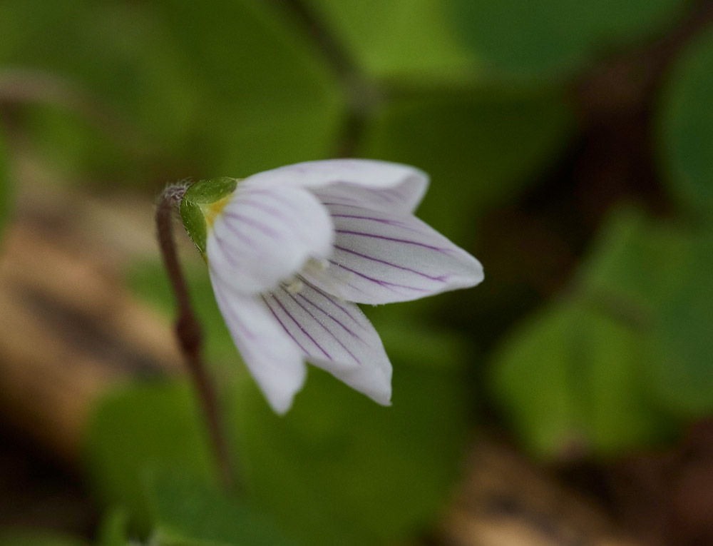 Oxalis0704173