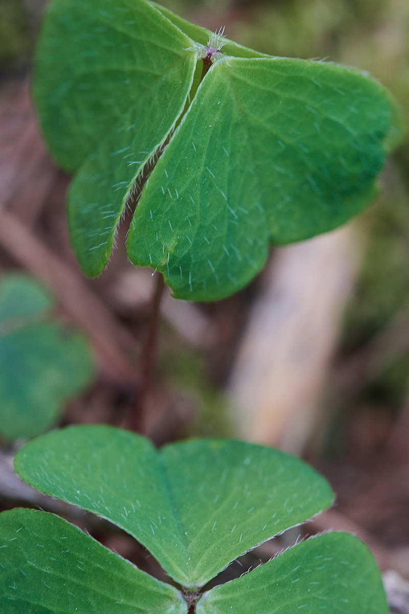 Oxalis0704176