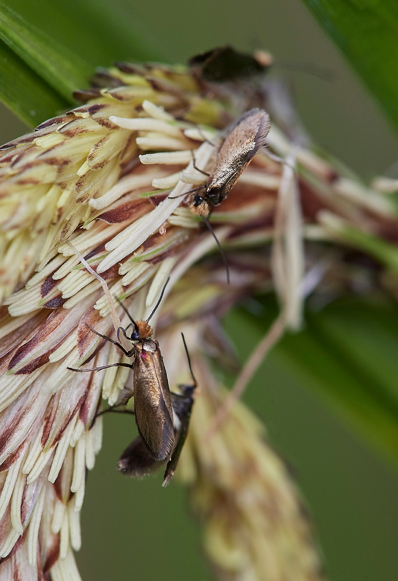 PendulousSedge1504174