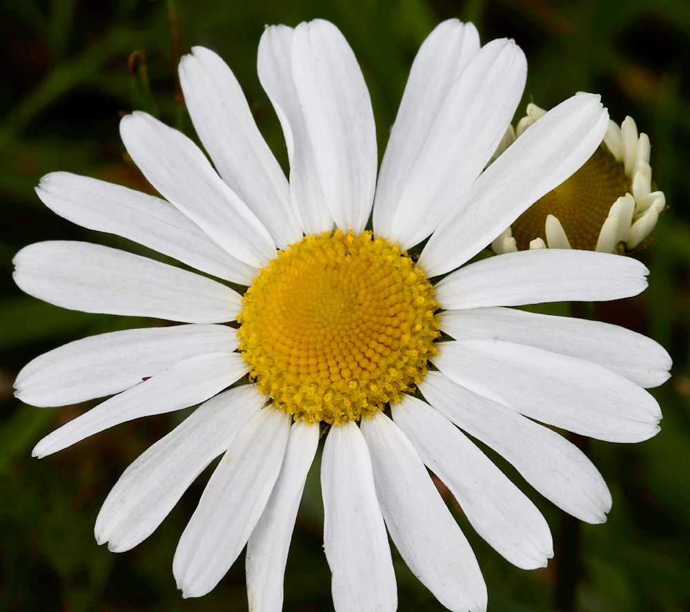 PineappleWeed2304171