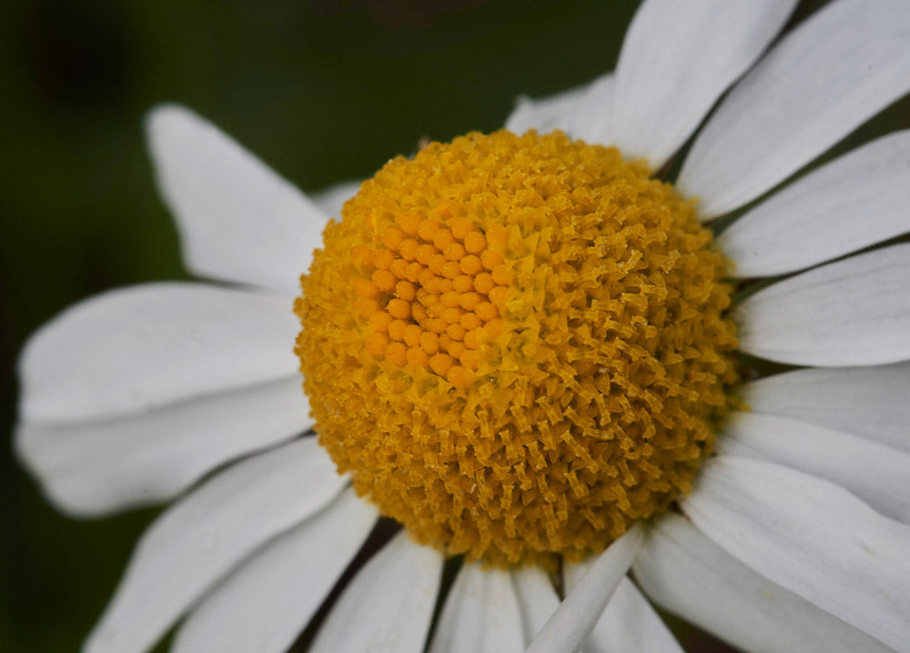 PineappleWeed2304172