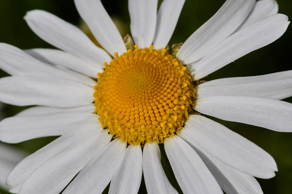 PineappleWeed2304174