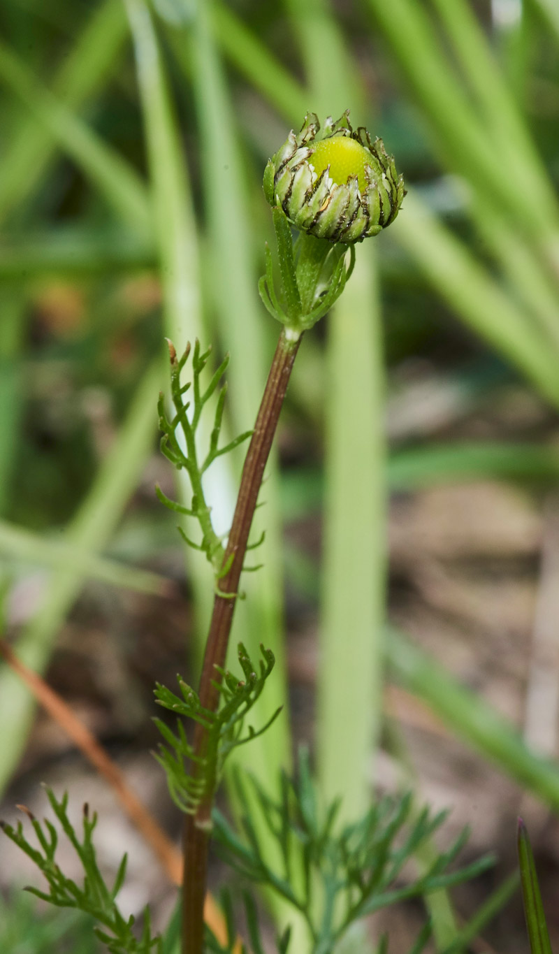 PineappleWeed2304175