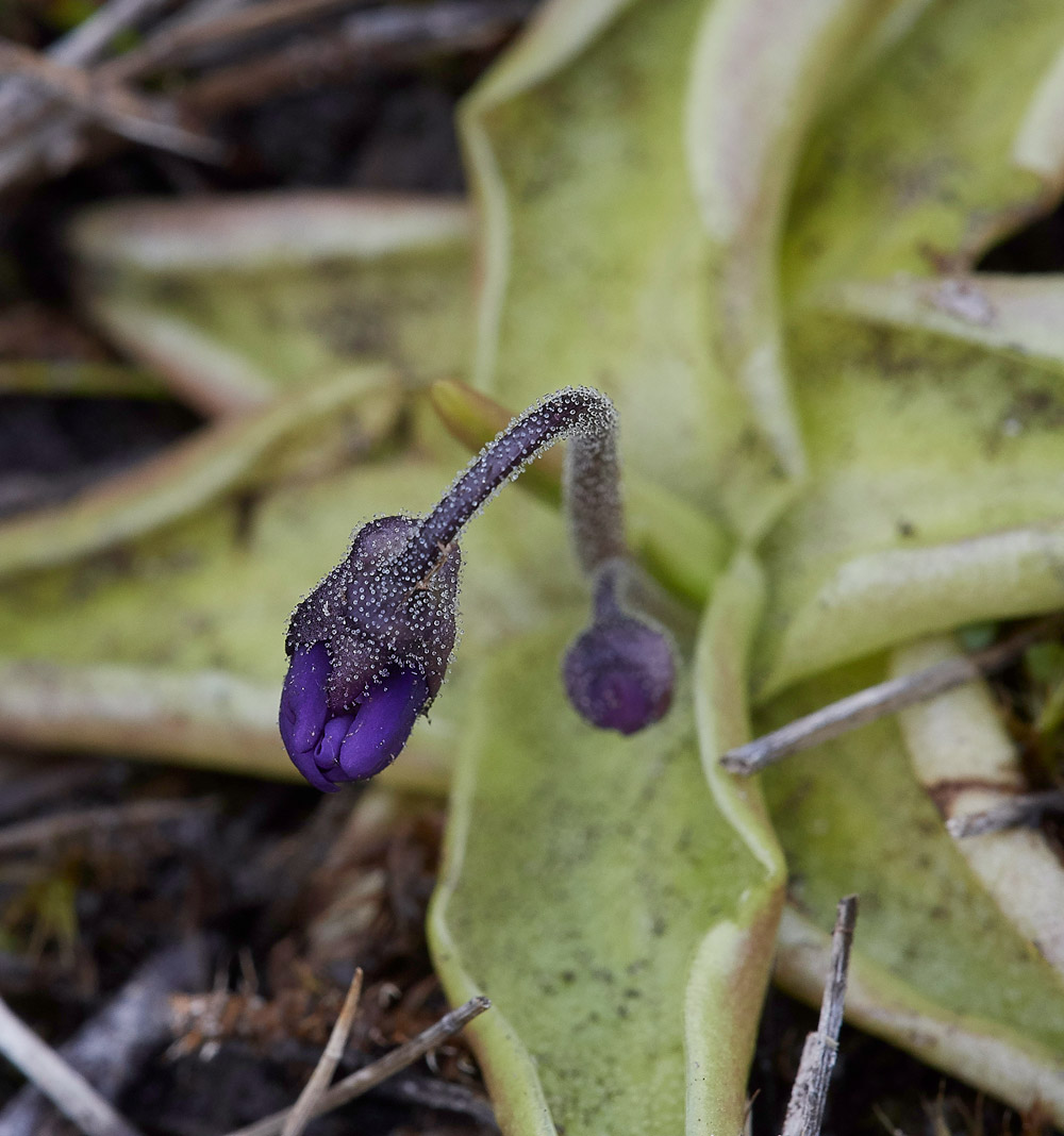 Pinguicula1404171