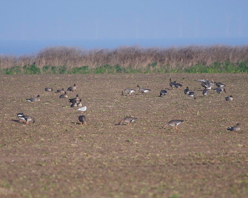 Pinkfeet0502179