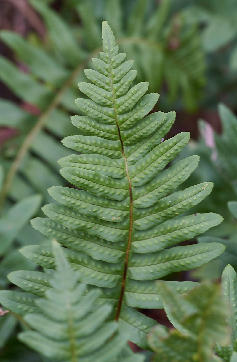 Polypody0202171