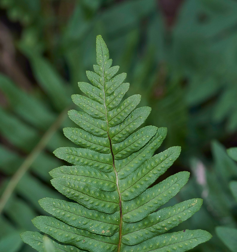 Polypody0202173