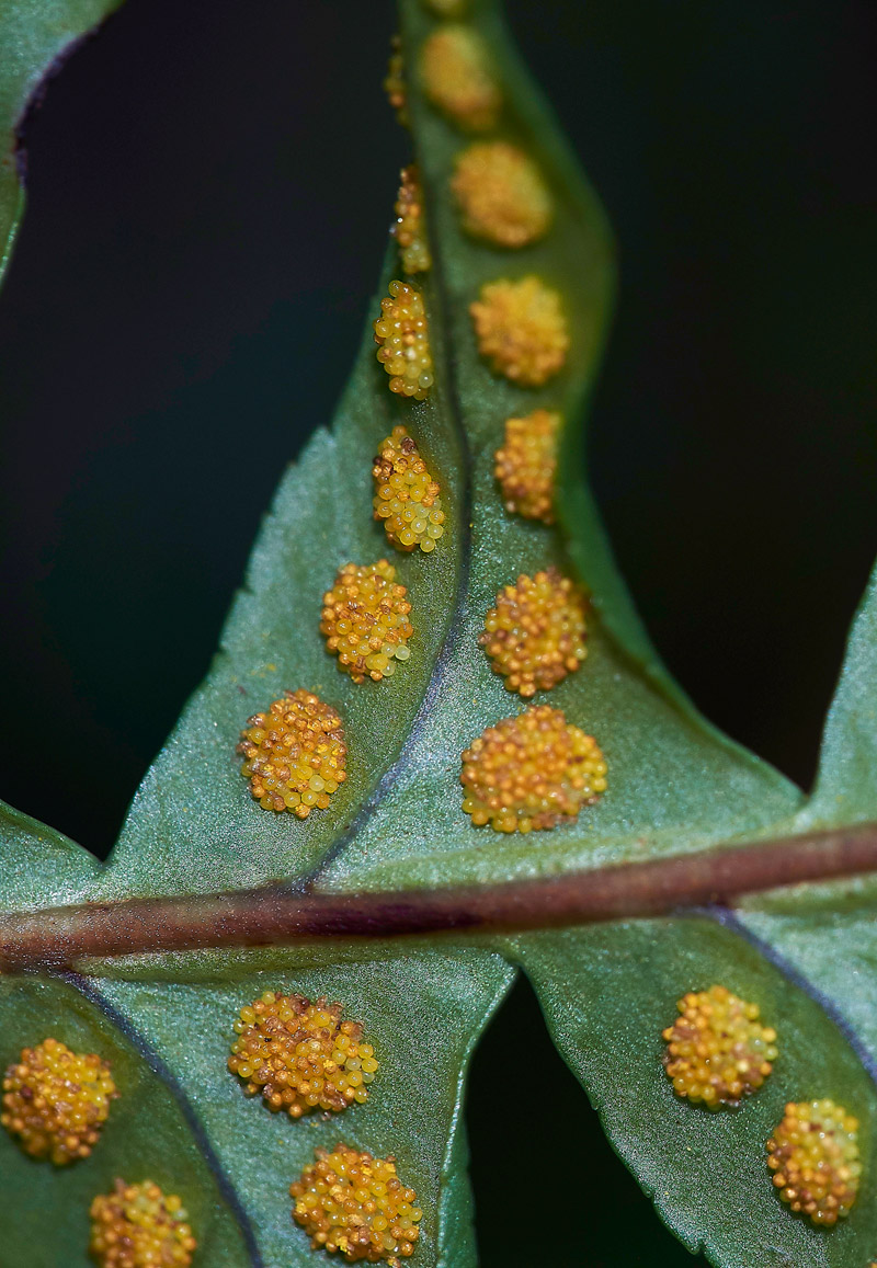 Polypody0202175