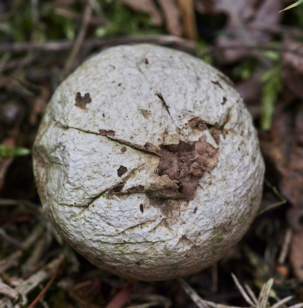 Puffball2004171