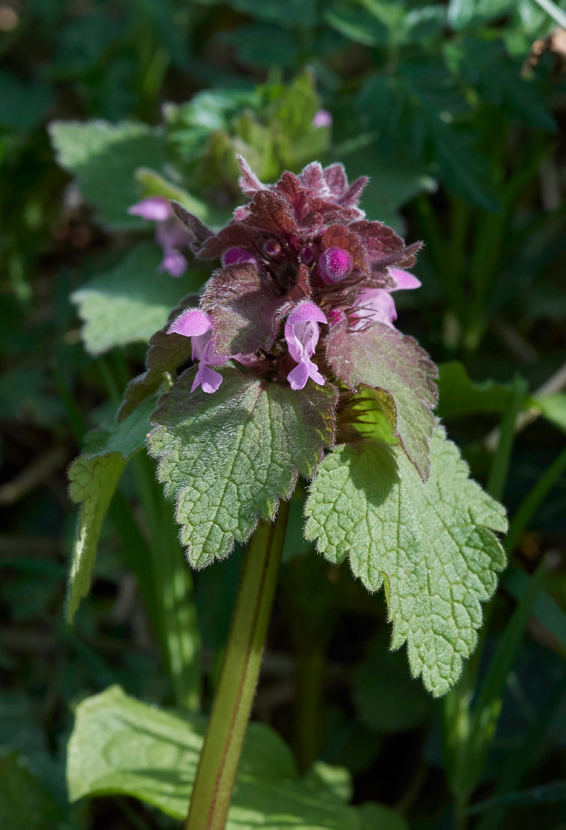 PurpleDeadNettle3103171