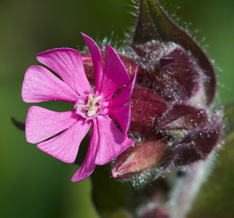 RedCampion2304171