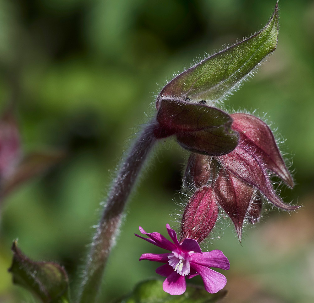 RedCampion2304172