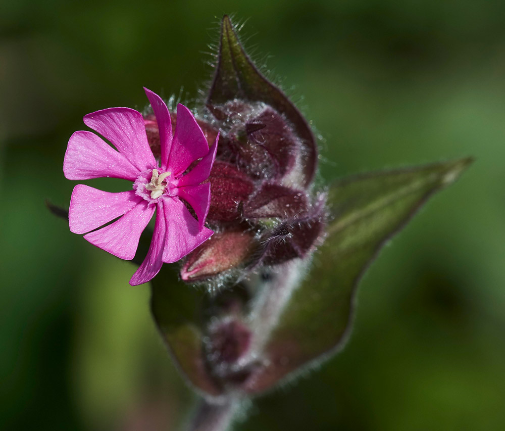 RedCampion2304173