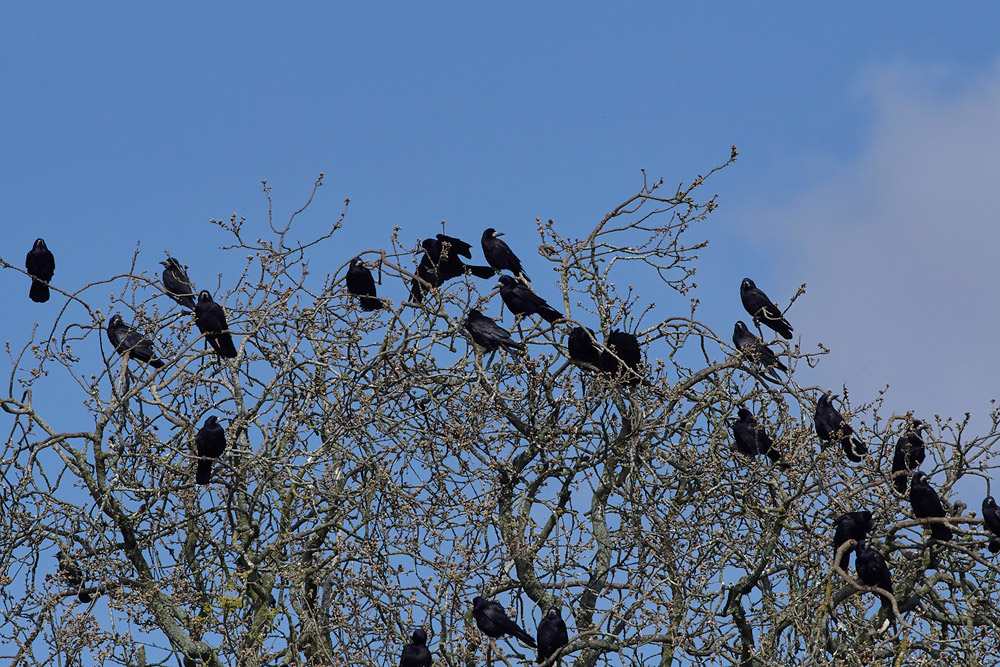 Rooks0604171