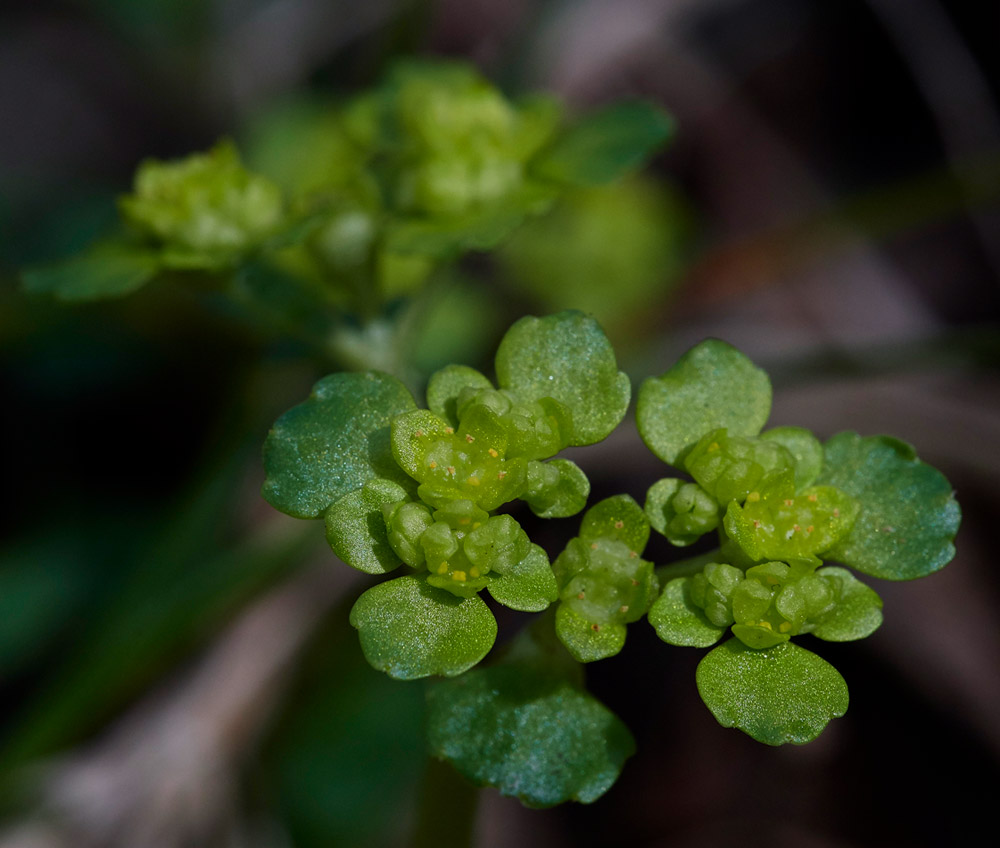 Saxifrage2103171