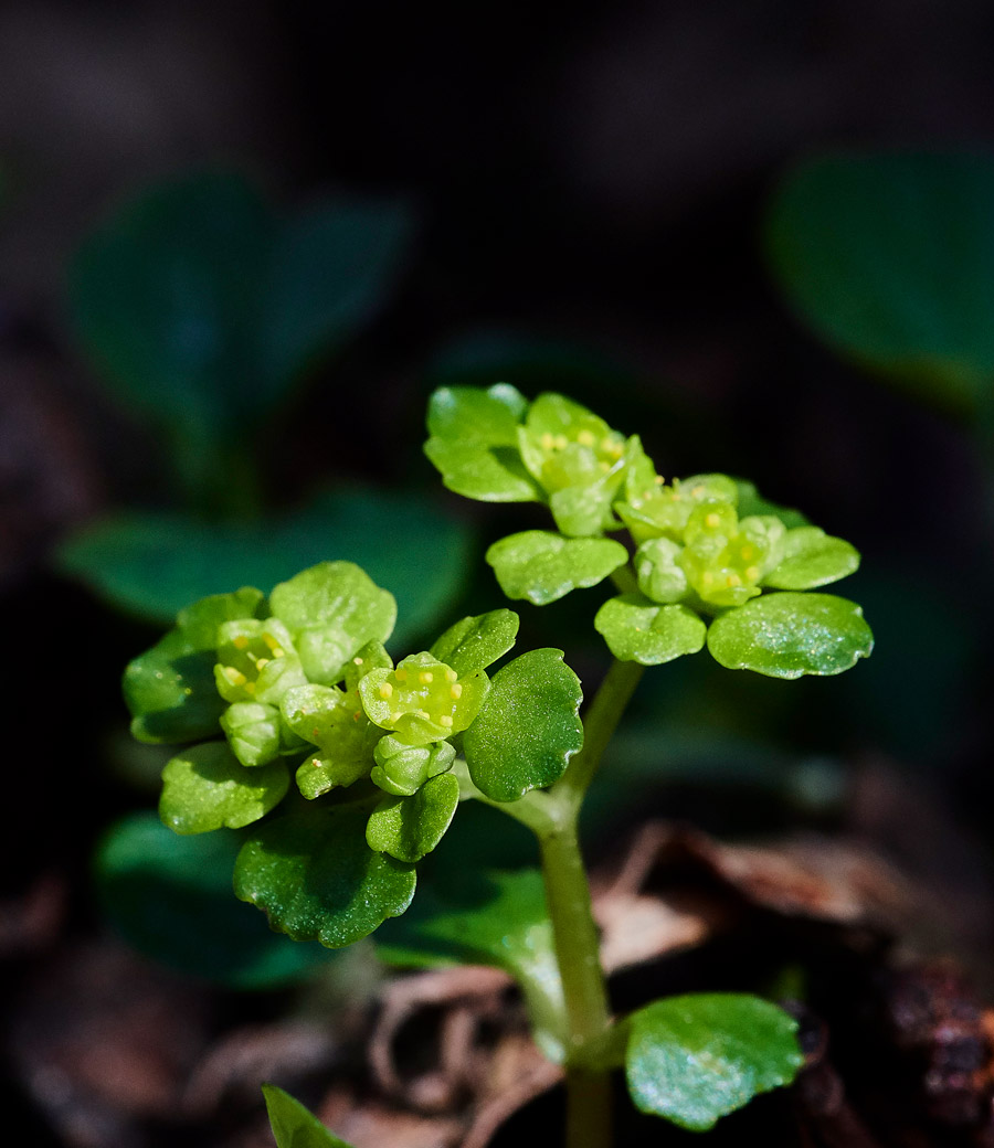 Saxifrage2103172