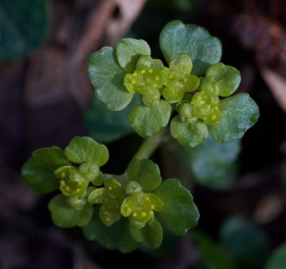 Saxifrage2103174