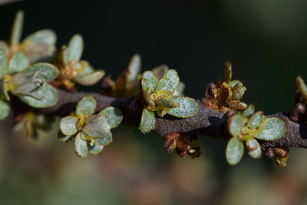 SeaBuckthorn0904172