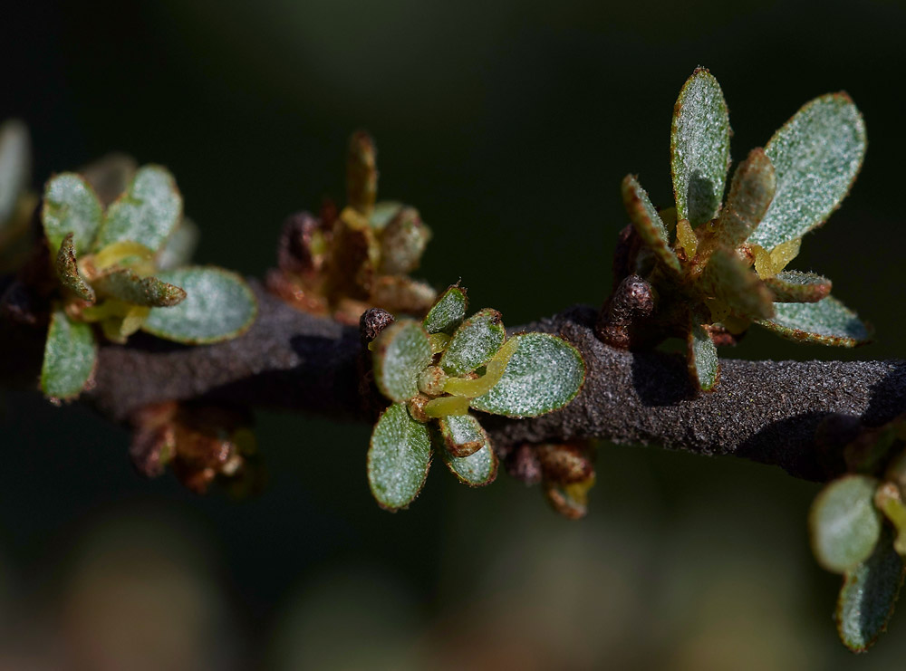 SeaBuckthorn0904173