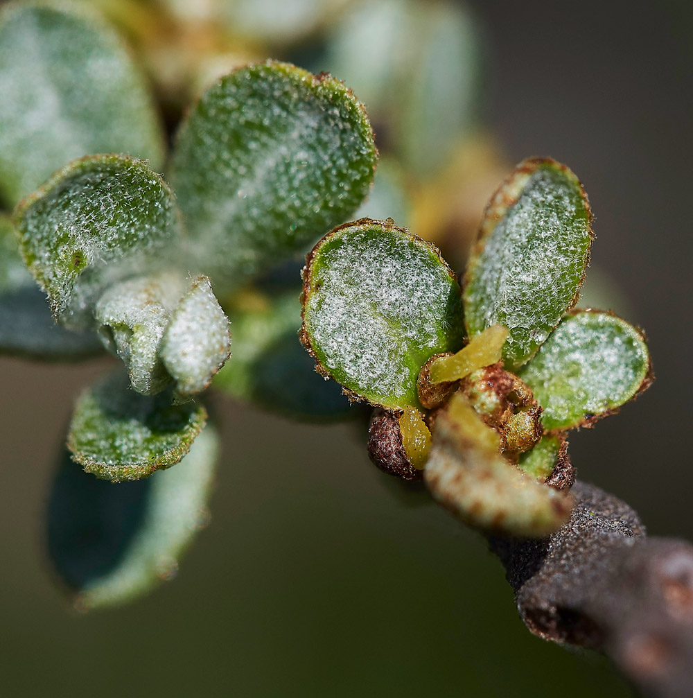 SeaBuckthorn0904174