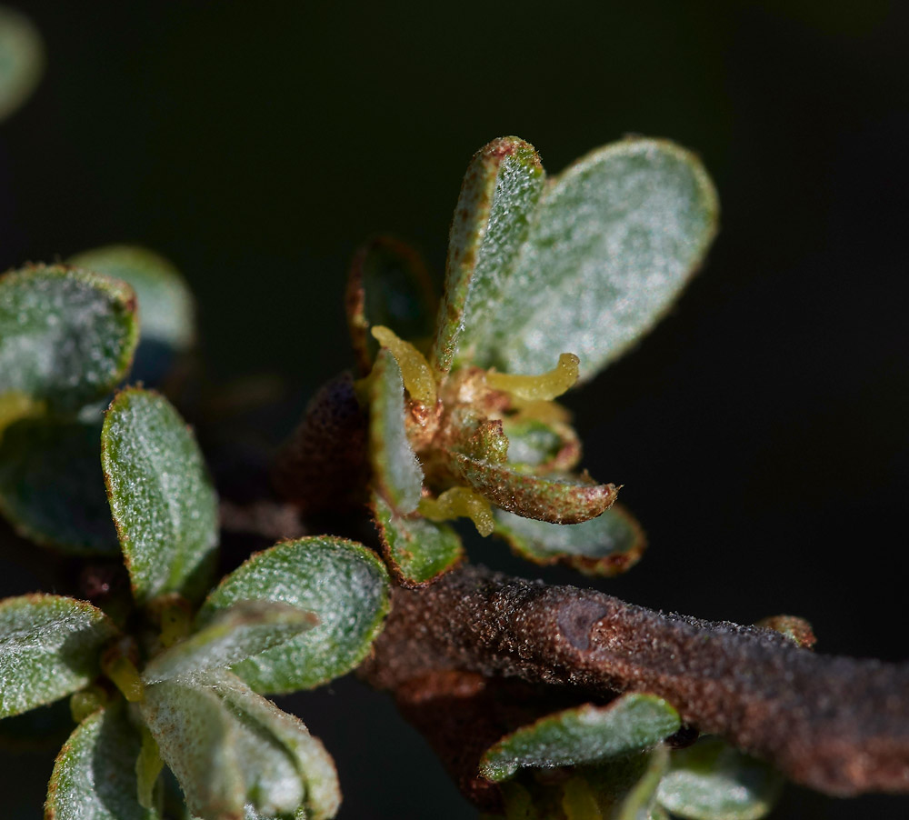 SeaBuckthorn0904175