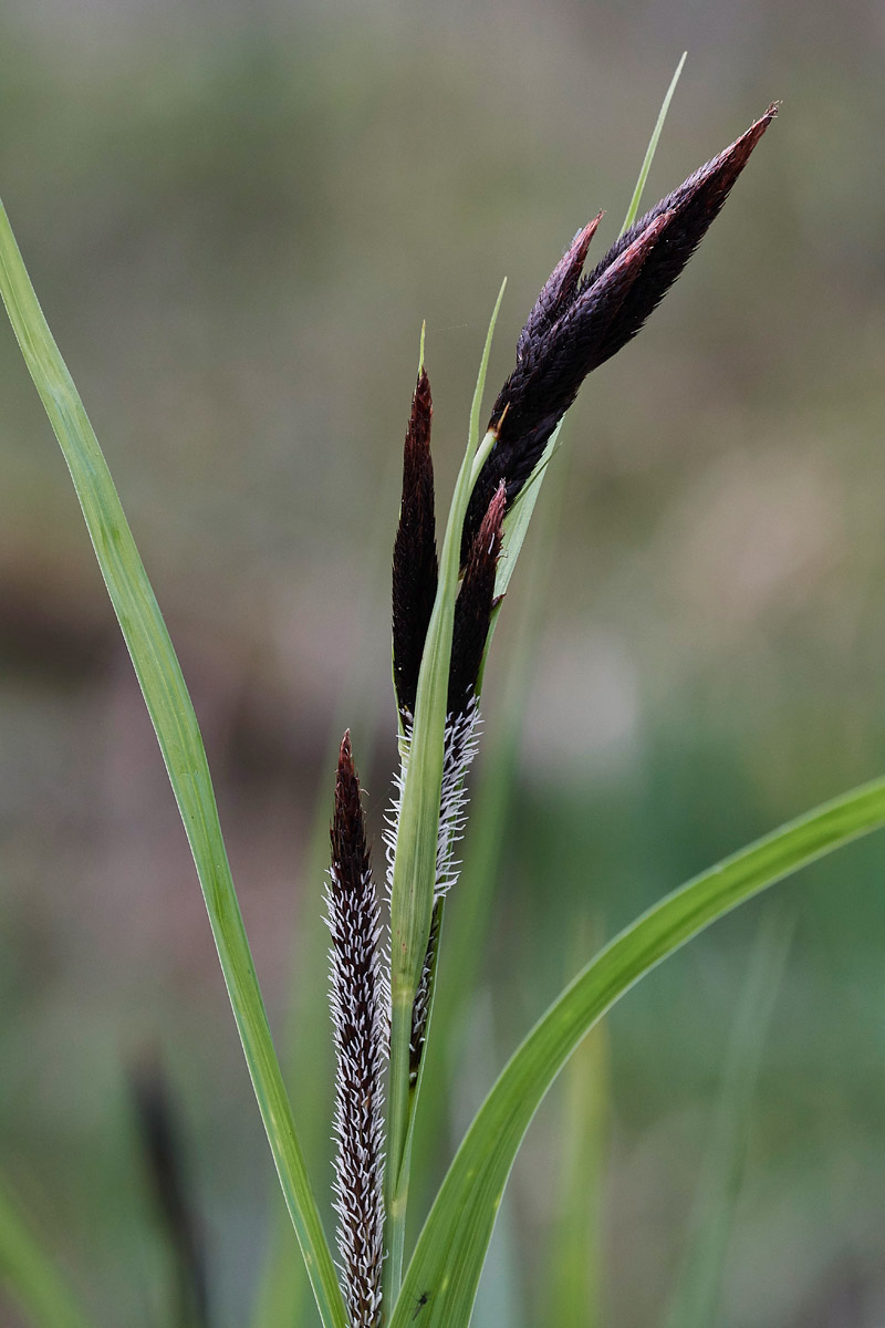 Sedge0704171