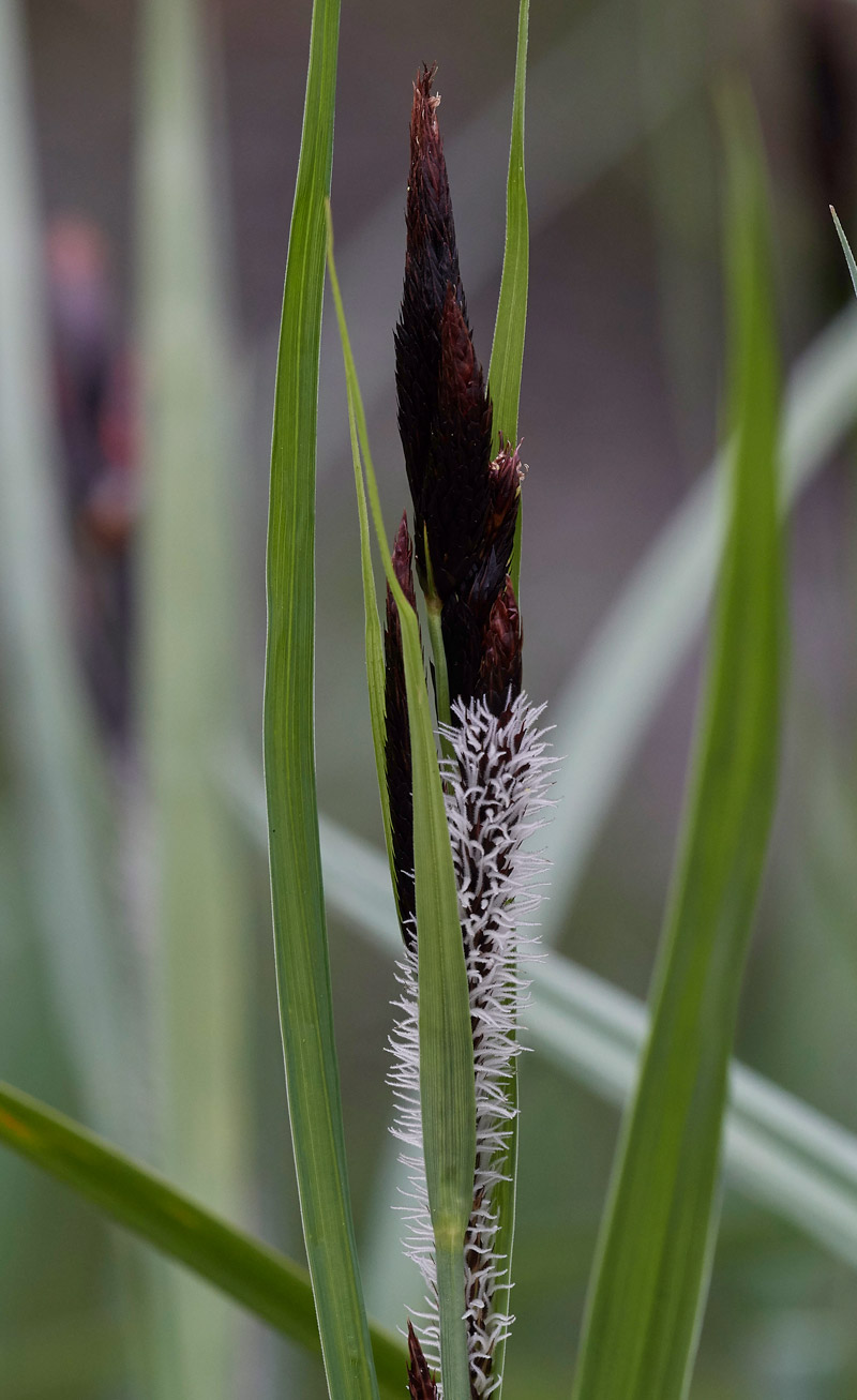 Sedge0704173