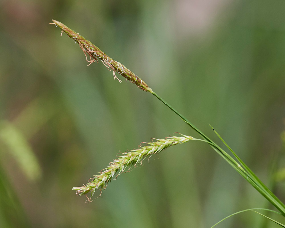 Sedge2604171