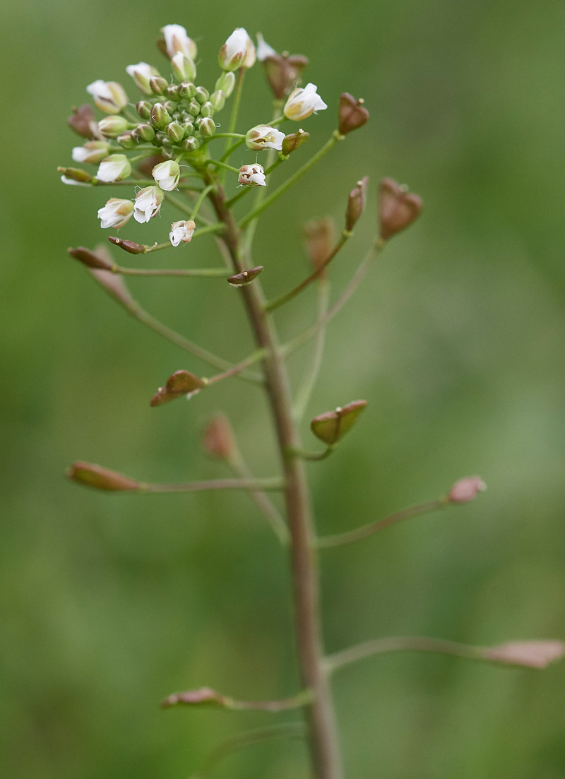 Shepherd&#39;sPurse0704174