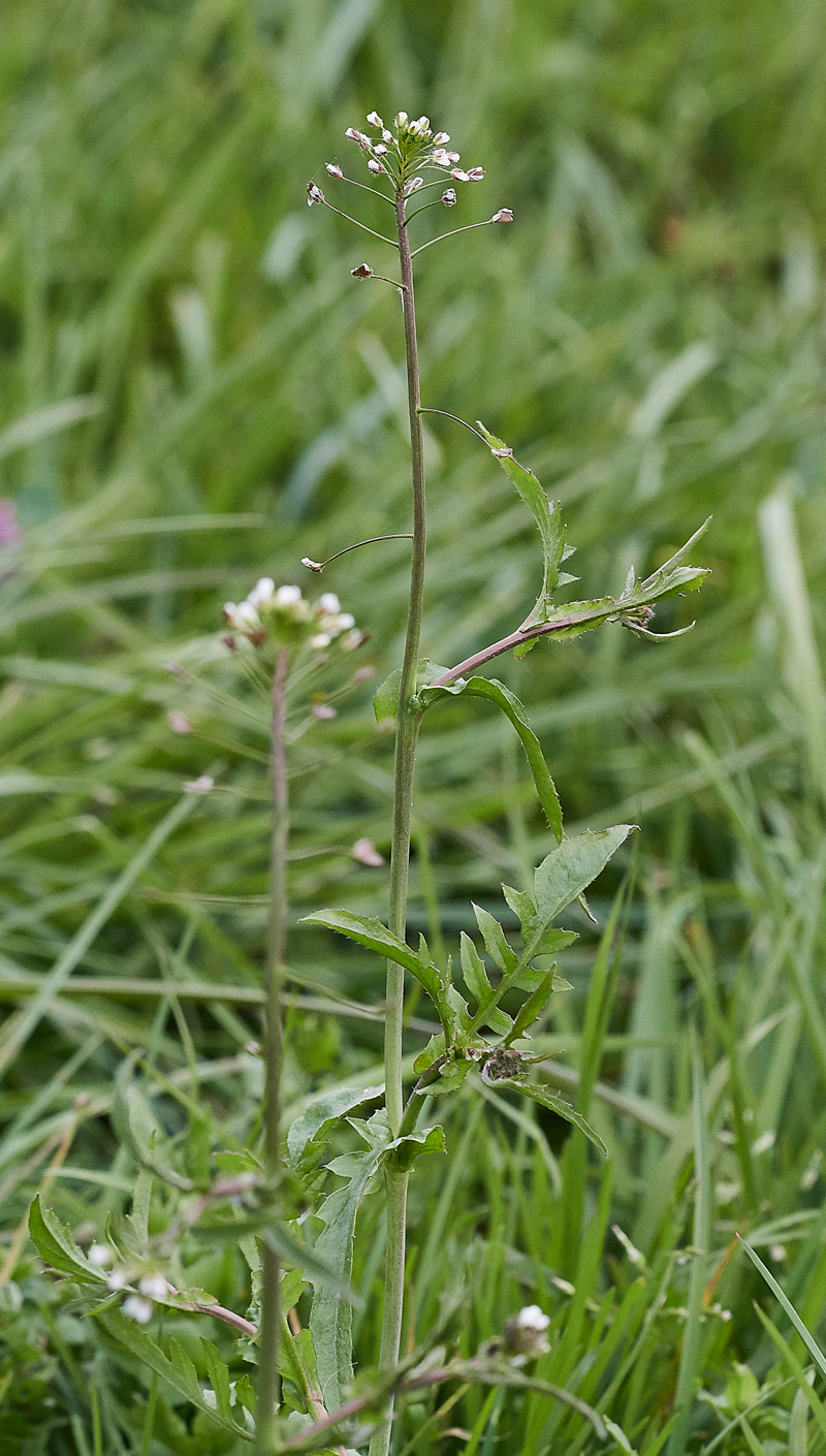 Shepherd&#39;sPurse0704175