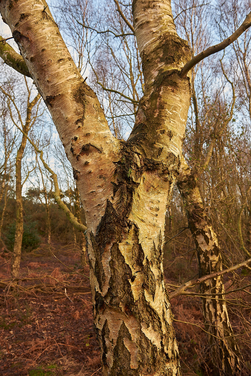 SilverBirch1502171