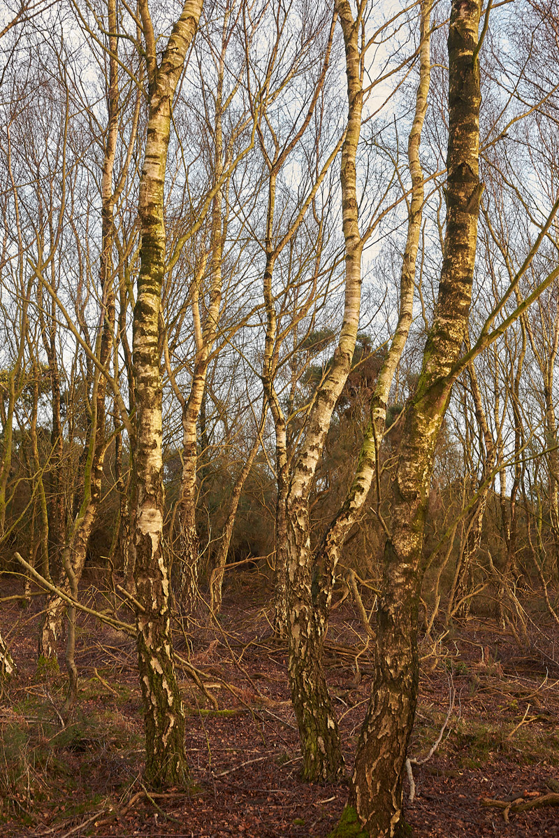 SilverBirch1502172