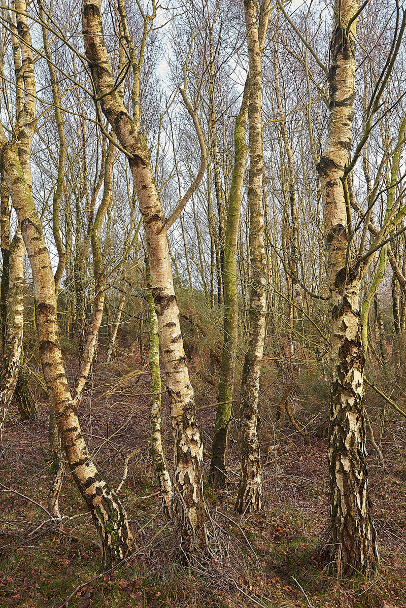 SIlverBirch1502173