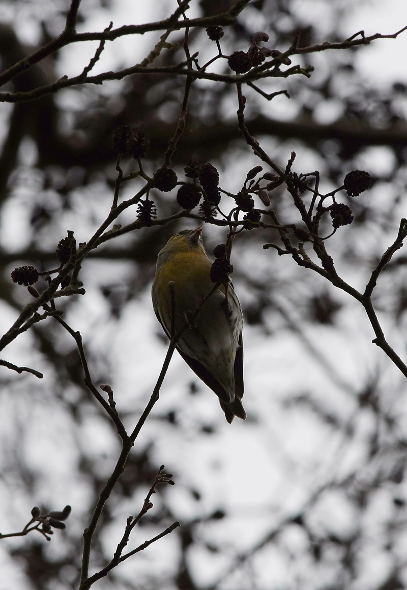 Siskin0402171