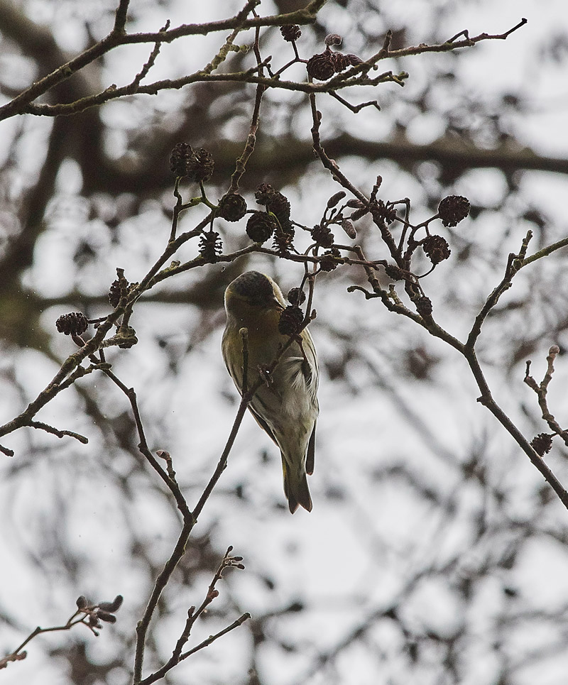 Siskin0402172