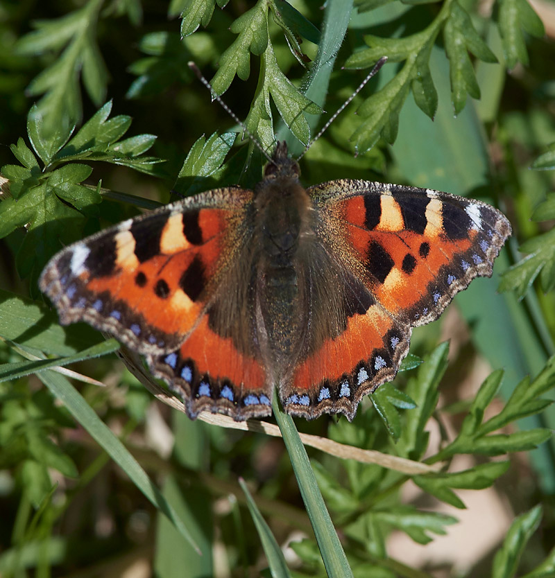 SmallTotoiseshell2403171