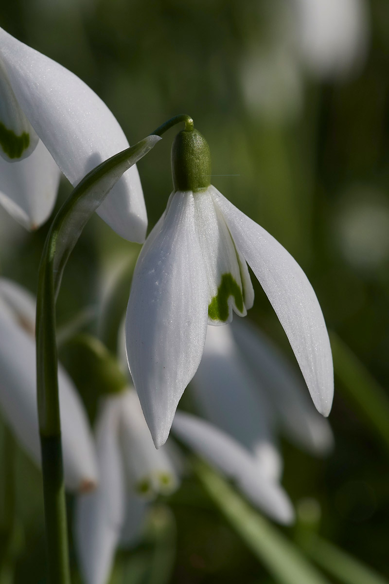 Snowdrop0502171