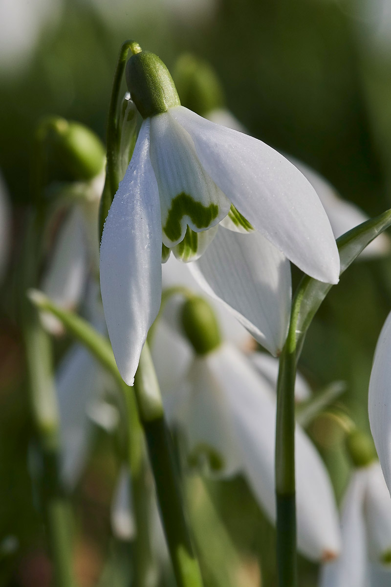 Snowdrop0502172