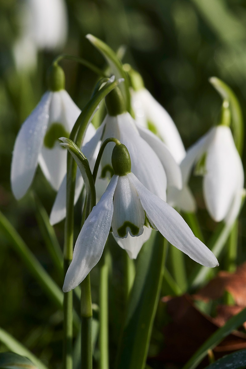 Snowdrop0502173