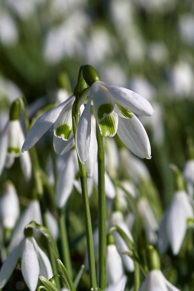 Snowdrop0502174