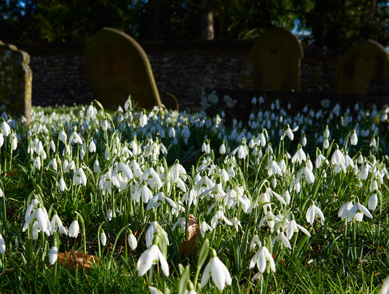 Snowdrop0502175