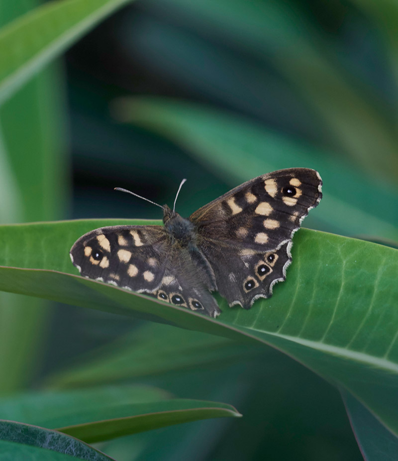 SpeckledWood0305171