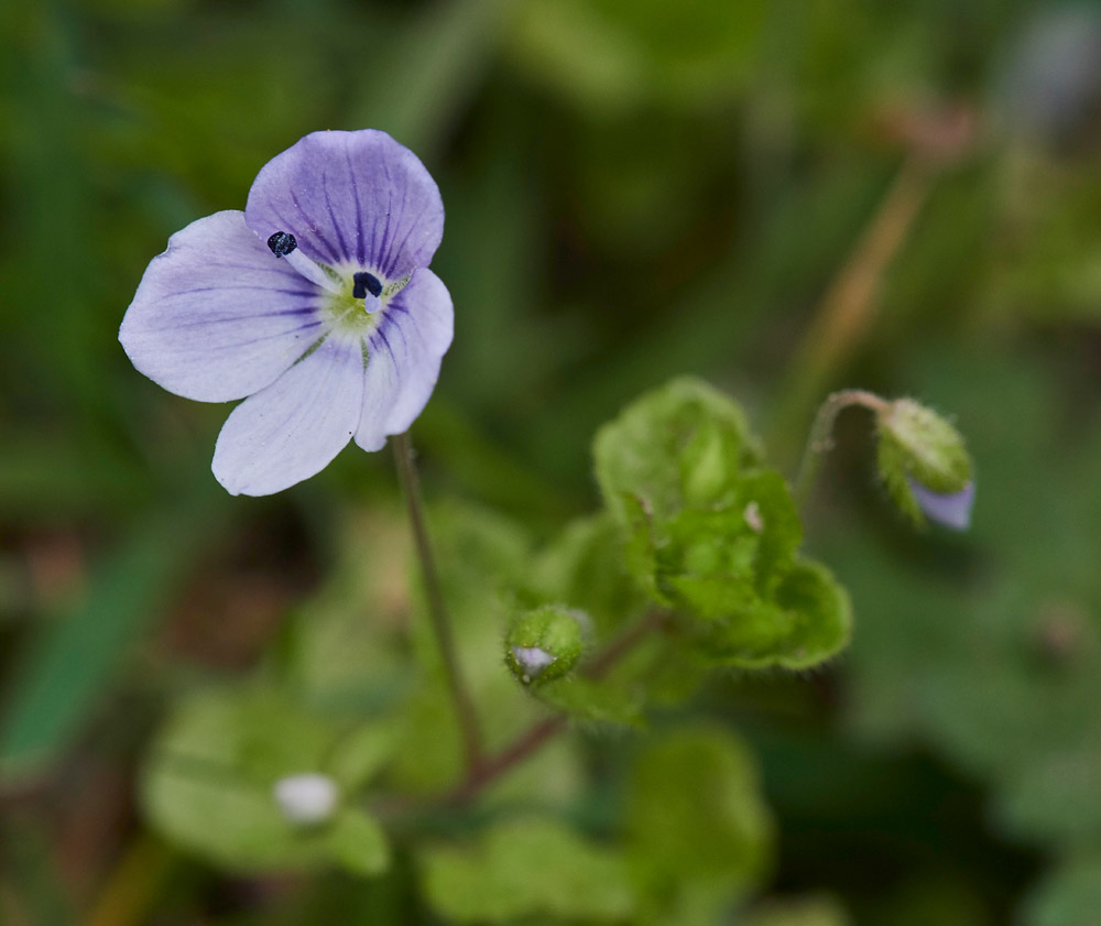 Speedwell0704171