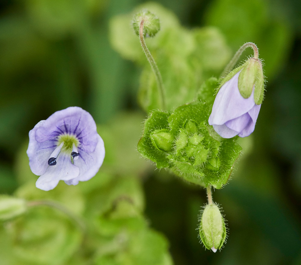 Speedwell0704172