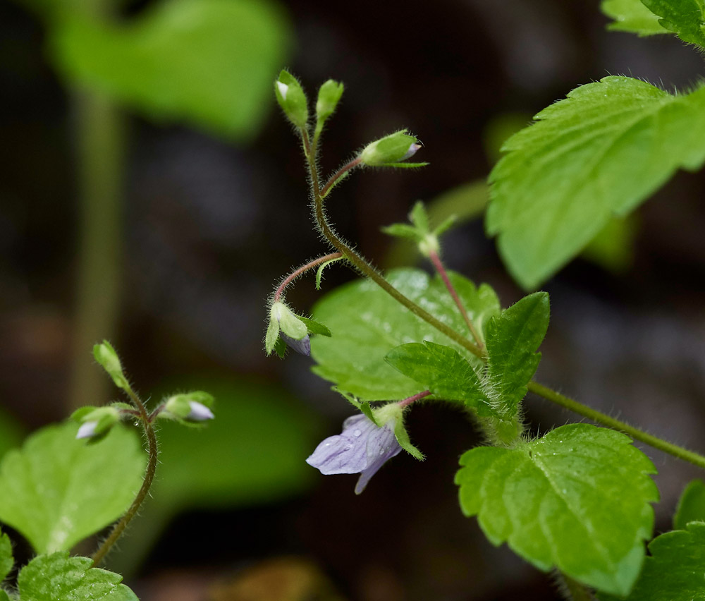 Speedwell2604173