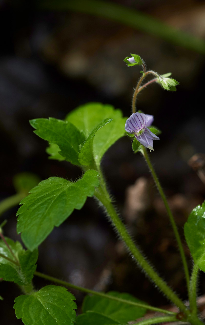 Speedwell2604174