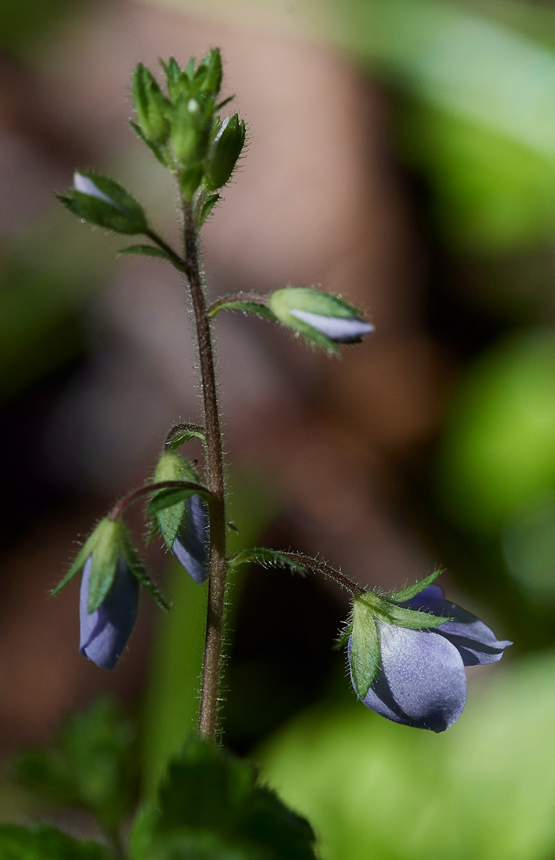 Speedwell2604175