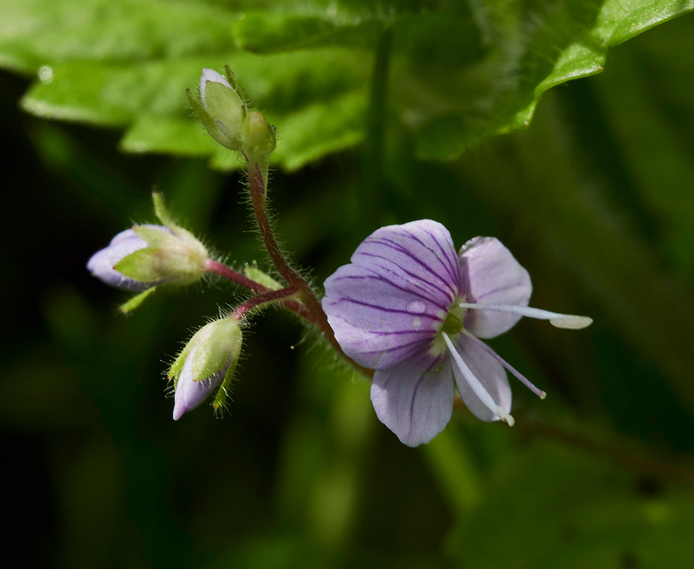 Speedwell2604176