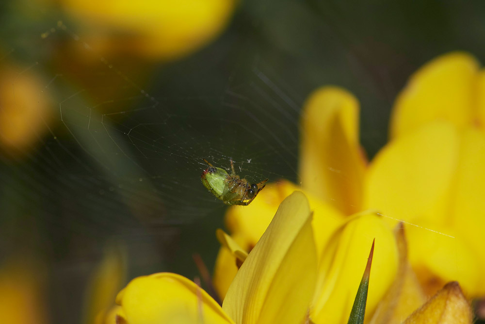 Spider0904171