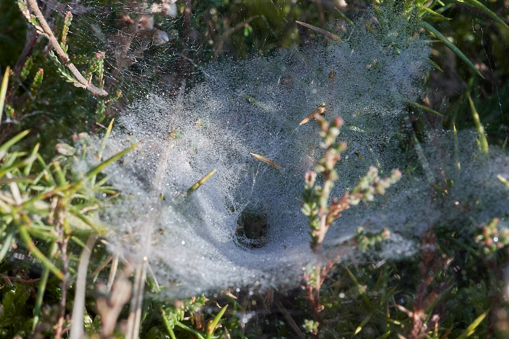 SpiderWeb0404171